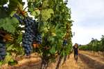 Vasse Felix