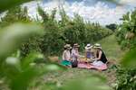 Printhie Wines
