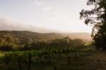 TarraWarra Estate