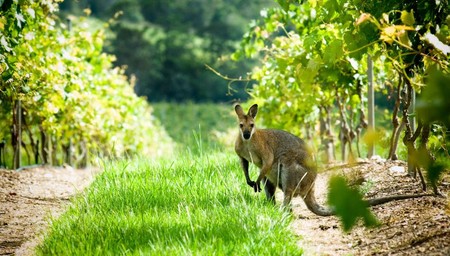Winery Tour & Taste with 3 Course Lunch at Cellar door