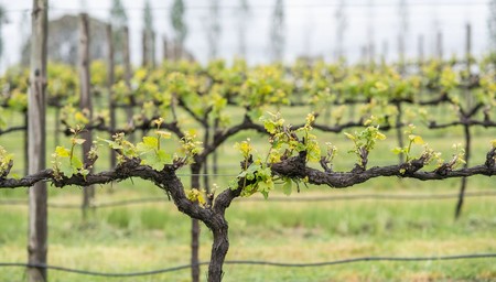 Two day package - Taste the best of Orange's Wine & Food