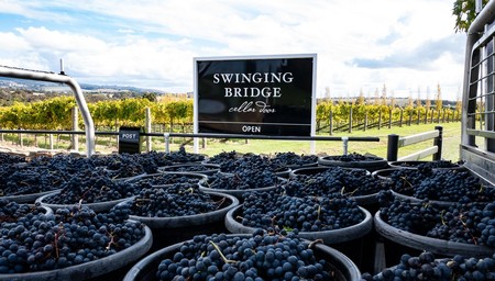 Swinging Bridge hosts Angus Australia