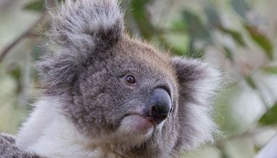 To celebrate Wild Koala Day 2023 I was lucky to spot this girl