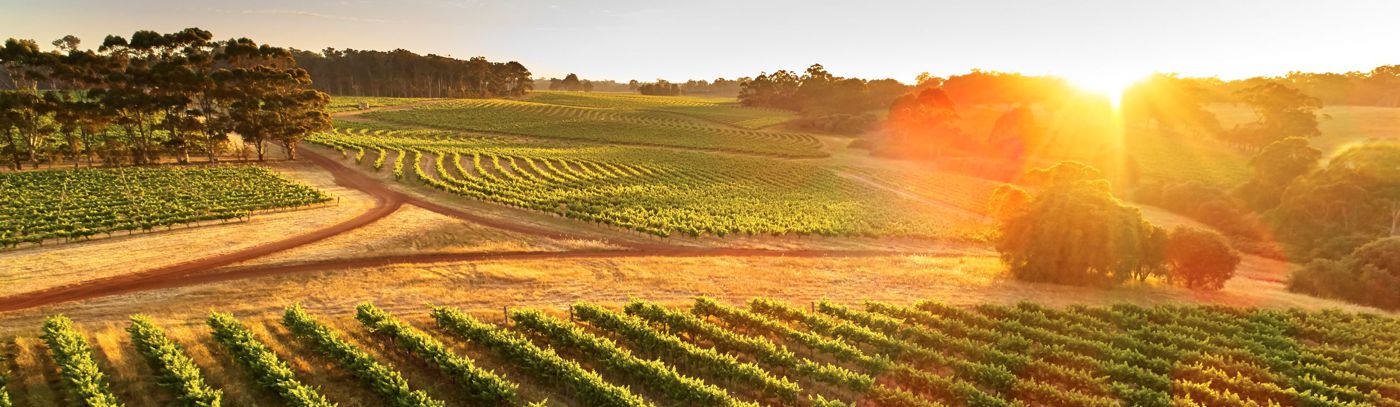 009_20171123_Leeuwin Estate_Drone Vineyards At Dawn