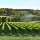 Montalto Mist In The Wetlands Below Red Hill Vineyard