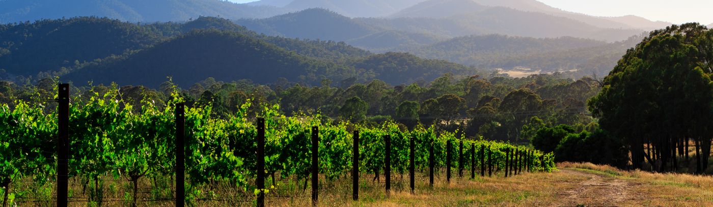 Wine and dine with Pizzini