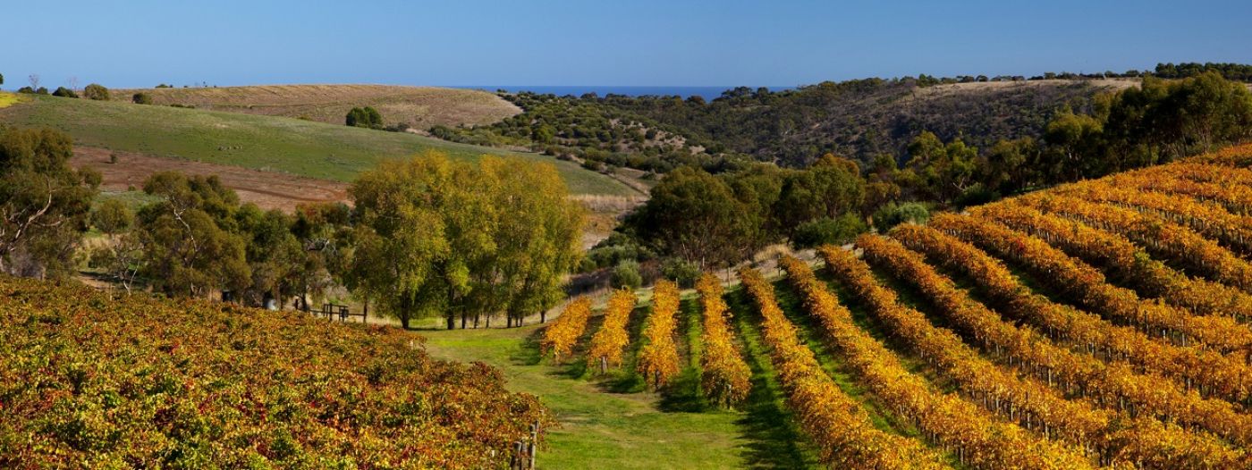 McLaren Vale Winery Tours and Experiences