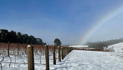 Snowy Vineyard Vistas