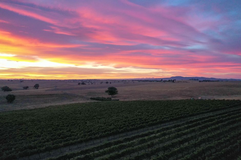 Printhie Wines_Winery Vineyard