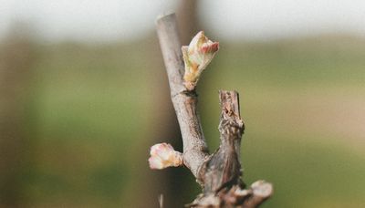 Budburst!