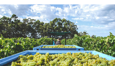 Voyager Estate's First Organic Vintage